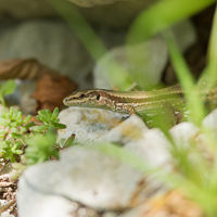 Wall lizard