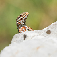 Wall lizard