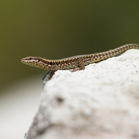 Wall lizard