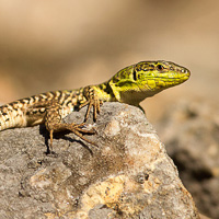 Italian wall lizard