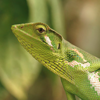 Forest Iguana