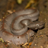 Hognosed pitviper