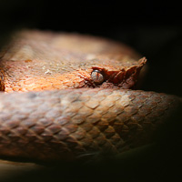 Hognosed pitviper