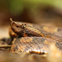 Hognosed pitviper