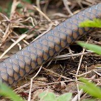 Asian rat snake