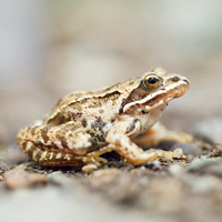 Caucasus frog
