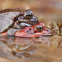 European common frog