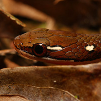 Striped littersnake