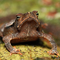 South American common toad