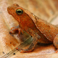 South American common toad