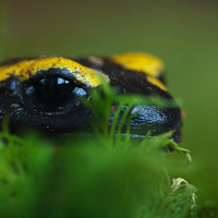 Fire salamander