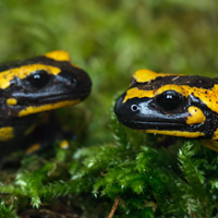 Fire salamander