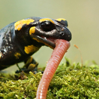 Fire salamander