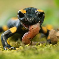 Fire salamander