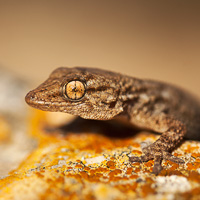 Common Wall Gecko