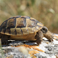 Greek tortoise