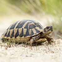 Hermann's tortoise