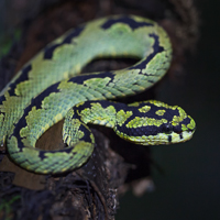 Sri Lankan Pitviper