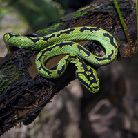 Sri Lankan Pitviper