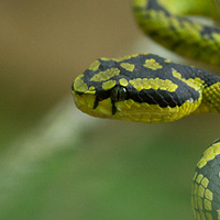 Sri Lankan Pitviper