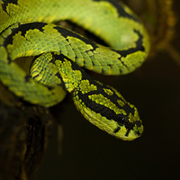 Sri Lankan Pitviper