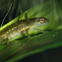 Common newt