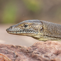 Mertens' water monitor