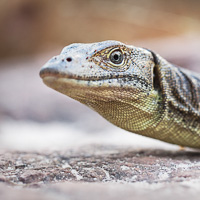 Mertens' water monitor