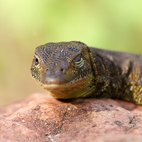 Mertens' water monitor