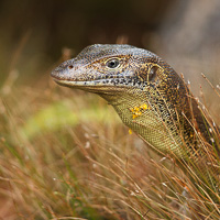 Mertens' water monitor