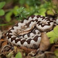 Horned viper