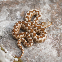 Horned viper