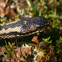 European adder