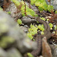 European Adder