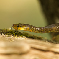 Aesculapian snake