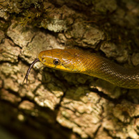 Aesculapian snake