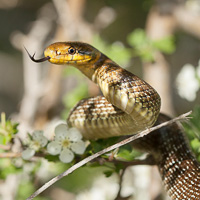 Aesculapian snake