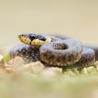 Aesculapian snake