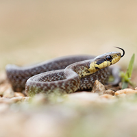 Aesculapian snake