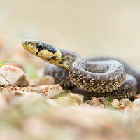 Aesculapian snake