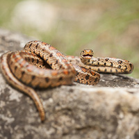 European ratsnake