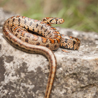 European ratsnake