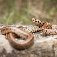 European ratsnake