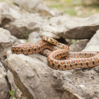 European ratsnake