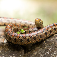 European ratsnake