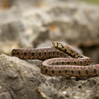 European ratsnake