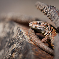 Common lizard