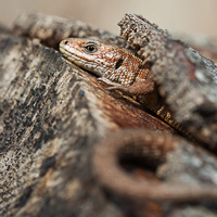 Common lizard