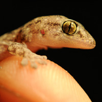 Asian House Gecko