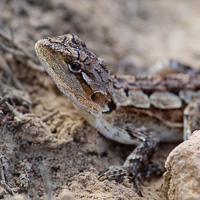 Australian lizard